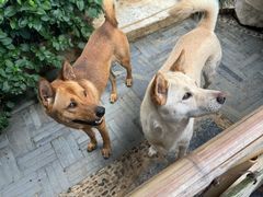 -龙华素斋(龙华路店)