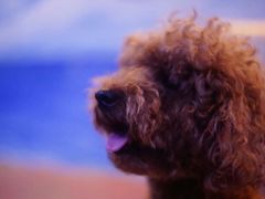 -彩虹桥宠物火化殡葬善终服务(金乐大厦店)