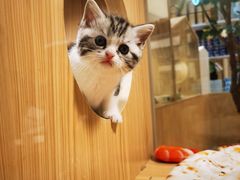 -屋虎猫馆(宝安大仟里店)