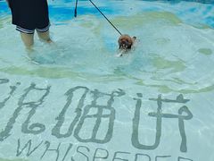 -汪说喵讲宠物乐园宠物酒店(红星美凯龙店)