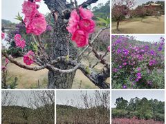 -南国桃园旅游度假区