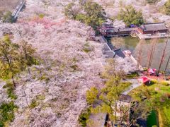 -武汉大学-樱园