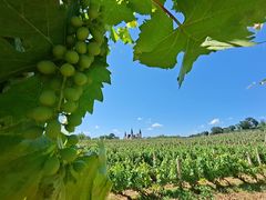 -北京张裕爱斐堡酒庄