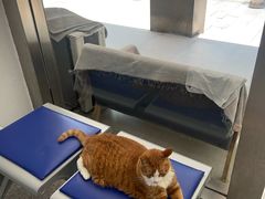 -四月宠物医院·猫专科·心脏专科·内科(转塘店)