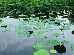 -大兴滨河森林公园