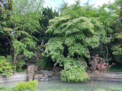 -嘉定紫藤园