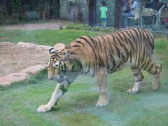 -上海野生动物园老虎餐厅