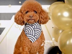-超宠爱宠物摄影-Super pet