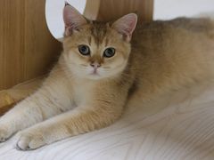 -猫和宫(六道口店)