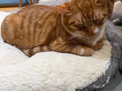 -滚猫咖啡·猫咖·猫友好撸猫(未来城店)