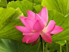 -莲湖公园