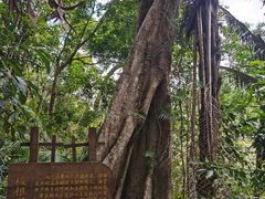 -海南热带雨林国家公园吊罗山景区