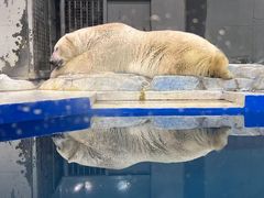 -大连圣亚海洋世界