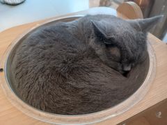 -飞行喵MR PILOT|猫舍·猫咖(静安大融城店)