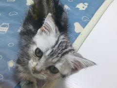 -李小姐の猫咖啡馆(五角场店)