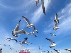 -海驴岛(荣成市)