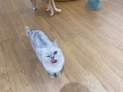 -1013 PET SHOP精品宠物商店(丁香店)