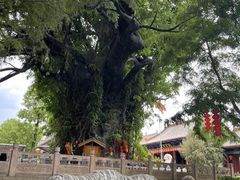 -大槐树寻根祭祖园