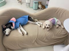 -怪兽屋·羊驼·猫咖·狗咖(俊华广场店)