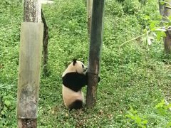 -中国大熊猫保护研究中心雅安碧峰峡基地