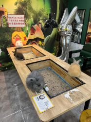 -神奇动物撸宠馆·羊驼·小浣熊·异宠(豫园店)