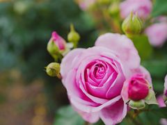 -上海辰山植物园