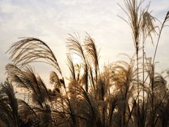 -上海辰山植物园