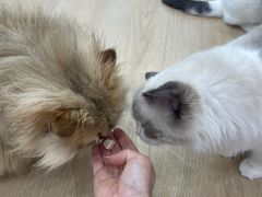 -1013 PET SHOP 宠物商店(近铁城市广场店)