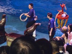 -烟台海昌鲸鲨海洋公园