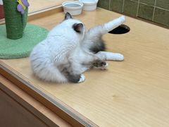 -帕帕拉兹宠物(亚洲旗舰店)