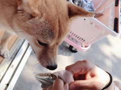 -柴犬高等学院·狗咖·柴犬售卖·宠物训练