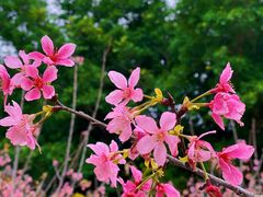 -聚龙山公园