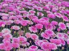 -首开·龙湖成都西宸天街