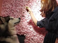 -百好乐宠物友好餐厅(朝外大街店)