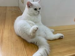 -李小姐の猫咖啡馆(五角场店)