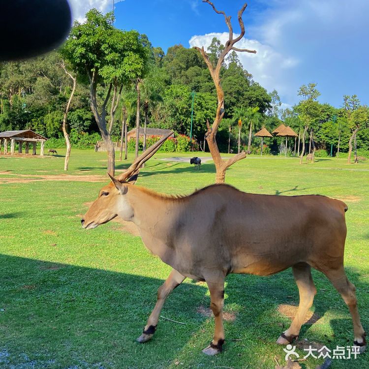 🦒长隆野生动物园游玩攻略｜拒绝踩坑❌注意事项大总结