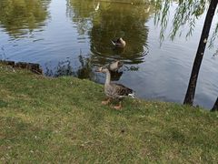 -银树楼(紫玉山庄东区店)