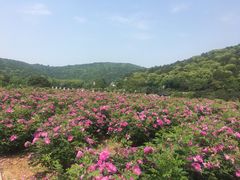 -龙寺生态园
