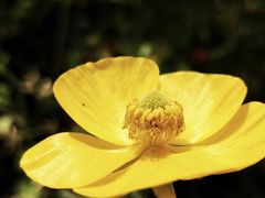 -上海鲜花港