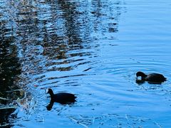 -墨尔本皇家植物园