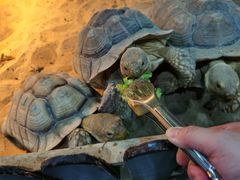 -上海大自然野生昆虫馆