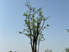 -汉长安城未央宫国家考古遗址公园