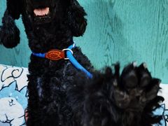 -严国平动物医院(德政总院)