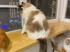 -Heymao猫咖.咖啡厅(东门店)