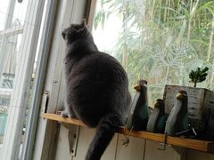 -海边的猫和咖啡馆