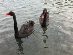 -五缘湾湿地公园