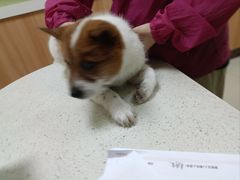 -瑞鹏宠物医院·夜间急症·心超·猫科(祖庙分店)