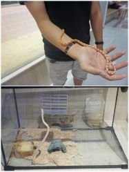 -Moni星球萌宠·小马宝莉·灵蛇·高端高阶全萌宠互动体验俱乐部(红豆国际广场店)