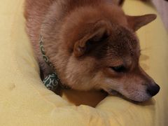-逗柴咖啡屋·狗咖猫咖宠物桌游