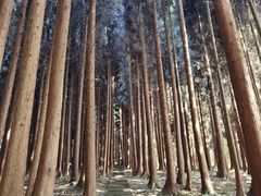 -武陵山森林公园